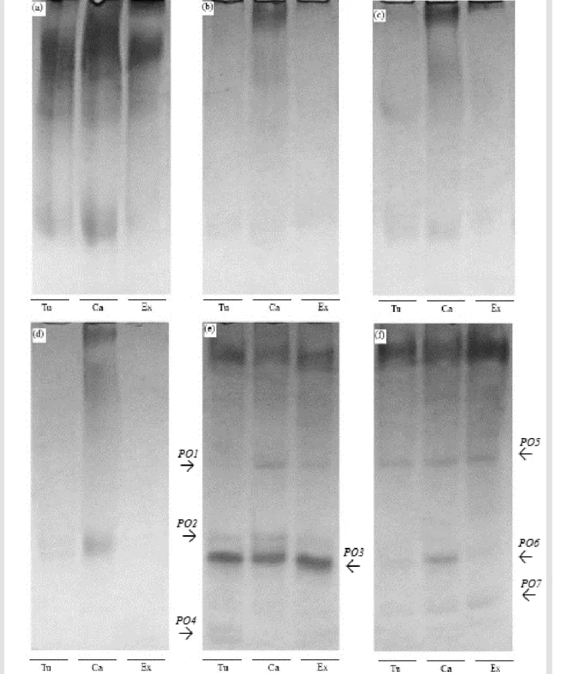 Figure 3 - Isozyme expression of peroxidase activity in bean seedlings growing under different temperatures
