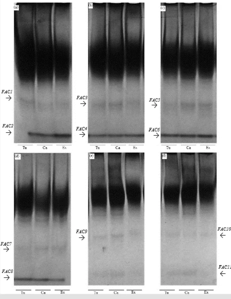 Figure 3 - Isozyme expression of peroxidase activity in bean seedlings growing under different temperatures