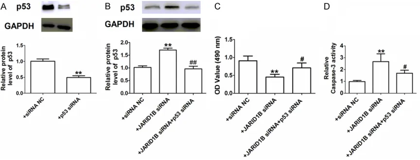 Figure 4. JARID1B siRNA promoted MCF-7 cell apoptosis partly via p53. A, B. Representative Western blot bands of the p53 protein