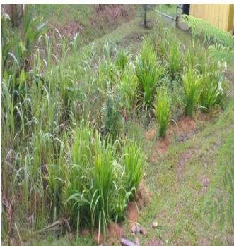 Figure 2. Cross Section of Bioretention System 