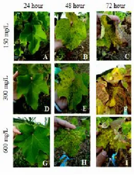 Table  1  showed  that  in  average,  untreated  plant  produced  the  lowest  number  of  flower  buds  (43.2)  while  plant  treated  with  150  mg  L -1   produced  the  highest  (57.2)