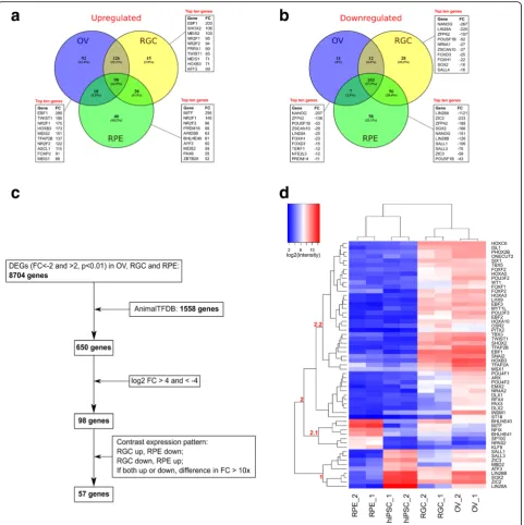 Fig. 5 Differentially expressed transcription factors (TFs). Venn diagrams demonstrate numbers of common and unique differentiallyoverexpressed (a) and underexpressed (b) TF-encoding genes in OV, RGC and RPE lineages compared to original hiPSCs according t