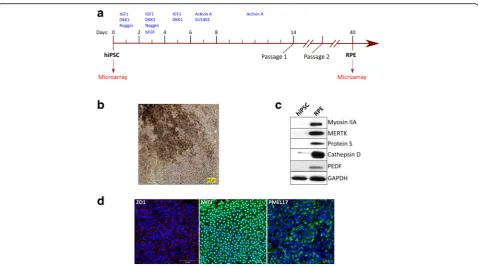 Fig. 2 Differentiation of hiPSCs into RPE cells. a Schematic of differentiation of hiPSCs into RPE cells and time points of sampling for microarrayanalysis
