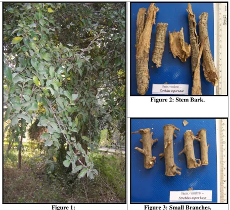 Figure 1:  Figure 3: Small Branches. 