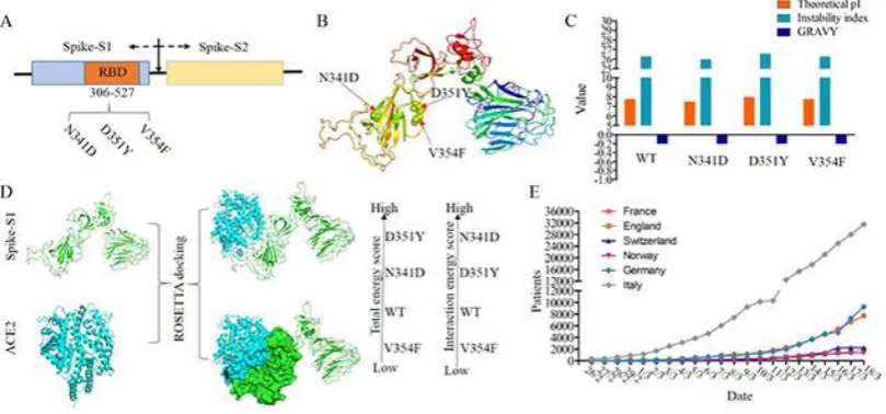 Figure 2. Structural pharmacology analysis among the three spike protein mutants. (A) RMD domain in spike