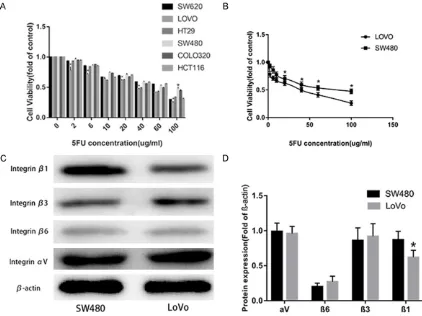 Figure 2. tively. C and D. Western blot analysis showed the integrin expression profiles of in SW480 and LoVo cells