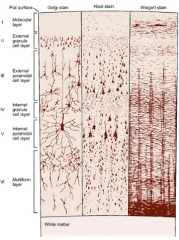 Figure 2.1: Cytoarchitecture of the primary motor cortex (Kandel et al. 2000, pp. 265)