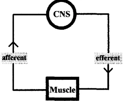 Figure 2-1: Principle of feedback control in the motor system (Ulmer, 1996). 