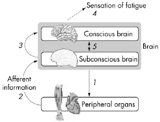 Figure 2-3: The central governor model. This model proposes that: 1. The subconscious brain sets the exercise intensity by determining the number of skeletal muscle motor units that are activated throughout the exercise