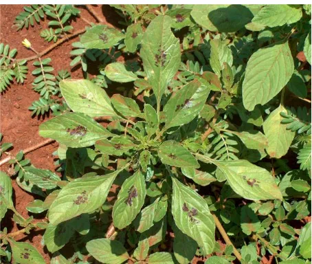 Figure 1. Amaranthus graecizans have spoon shaped leaves with dark markings on the leaves in certain areas