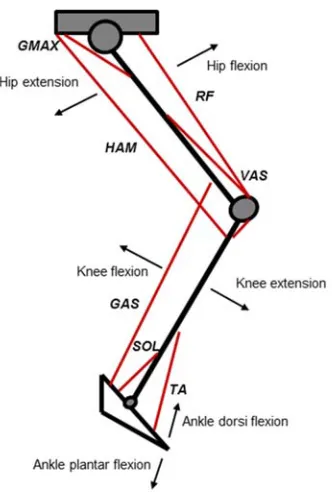 Figure 2.1. Schematic illustrating the phases of hip, knee and ankle joint movement and the location of the main anteriorand muscles involved in the pedalling movement