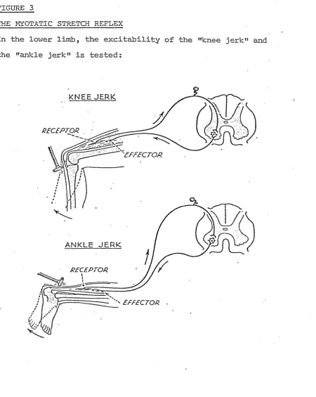 FIGURE 3THE MIOTATIC STRETCH REFLEX
