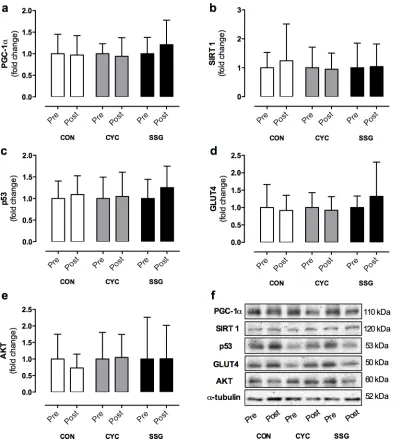 Fig 2. Total protein content of PGC-1αafter (post) 8-weeks of control (CON; n = 9), continuous cycling (CYC; n = 11) or small-sided games (SSG; n = 10) conditions