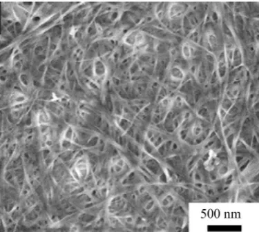 Figure 1. The scanning electron microscopy images of BC pellicles.                   