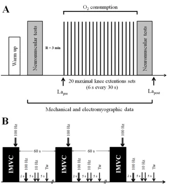 Fig 1. Experimental design (A) and neuromuscular testing procedure (B). Arrows indicate the timing of(A) blood micro sampling for lactate analysis (Lapre and Lapost) and (B) motor nerve stimulation