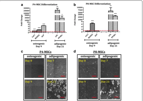 Fig. 7 Adipogenic and osteogenic differentiation of MSCs derived from theat the corresponding passages as the control groups (red dashed lines).(Col I, RUNX2, ALP) and adipogenic (LPL, PPAR αMEM-based expansion condition