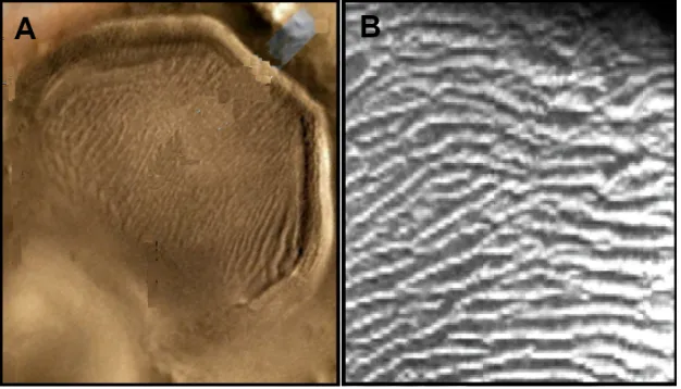 Figure 13. Mars HIRISE elevation image that illu-strate MOA, 1, 2, 3 impact craters with geometric tri-angular chiral hexagon complexes