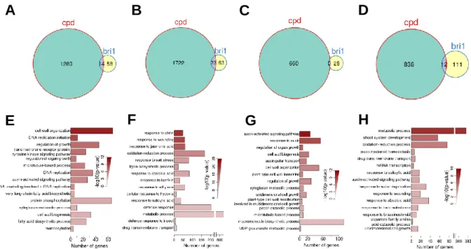 Figure 2. BR responsiveness in BL treated 7- and 24-day-old cpd and bri1-701  brl1 brl3 seedlings determined by RNA-Seq analysis.