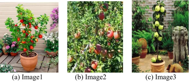 Fig (2): Image ACS 