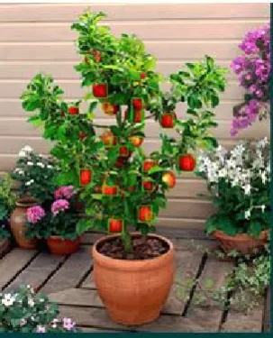 Fig (5): Object labeling: number of fruit are 20 