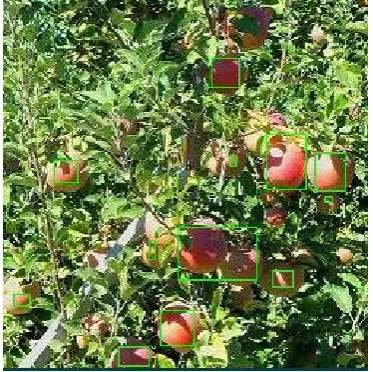 Fig 9: Result of proposed algorithm (Total no. of Fruits are 12 objects)  