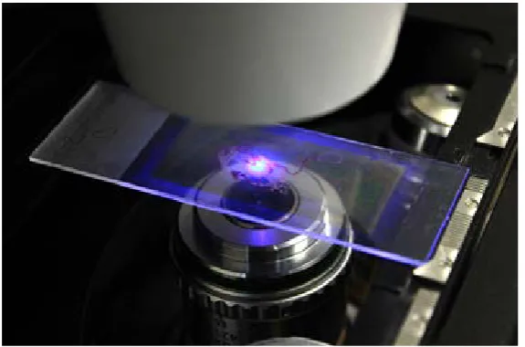 Figure 2. Blue light of a laser beam cutting a specific region, or cells of inter-est from a biological tissue laid after treatment on a microscope slide