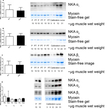 Figure 2. The effects of 12 weeks of intense interval training (IIT) in elderly humans aged between 65 and 76 years, on the Na+,K+-ATPase(NKA) isoform abundances in muscle homogenates