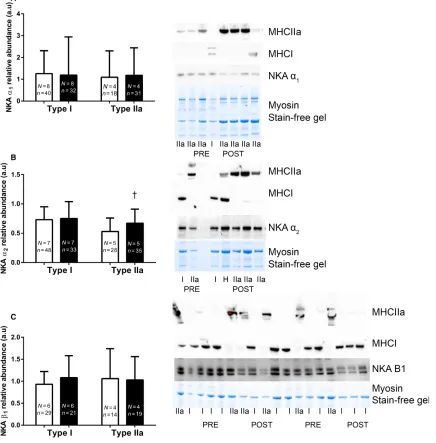 Figure 3. The effects of 12 weeks of intense interval training (IIT) in elderly humans aged between 65 and 76 years, on the Na+,K+-ATPase(NKA) isoform abundances in Type I and Type II muscle ﬁbers