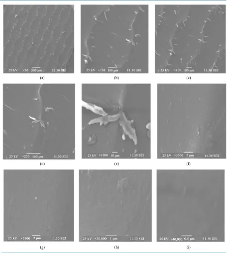 Figure 13. Surface morphology of starch + chitosan + acacia catechu film.                                          