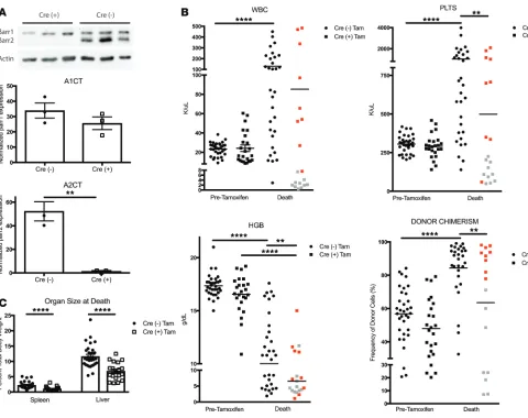 Figure 5. Outcome measures for mice with MPLW515L-mutant primary myelofibrosis receiving βtion