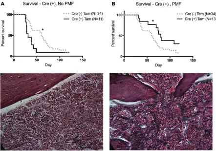 Figure 6. Survival is improved in tamoxifen-treated conditional βcompared with 60 days for tamoxifen-treated mice that received Cre (–) cells by log-rank Mantel-Cox testing (*magnification, days compared with 60 days for tamoxifen-treated mice that receive