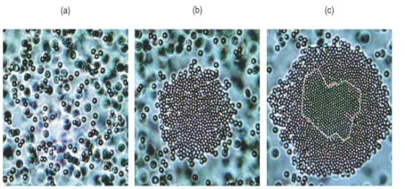 Figure 3: Two-step nucleation of colloidal particles. Image (a) shows the initial diluted liquid phase, (b) shows the amorphous dense droplets are first created from mother phase, followed by (c) the crystalline nuclei are created from the amorphous phase1