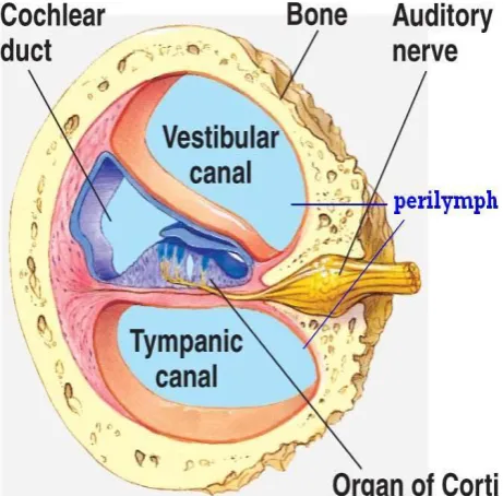 Fig 1: Cross-section through the Cochlea showing different compartments. 
