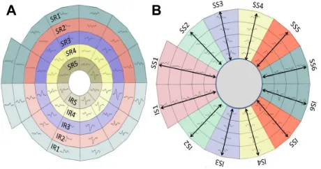 Figure 2 The five allocated hemi-rings and their corresponding fellows in both hemispheres (A)