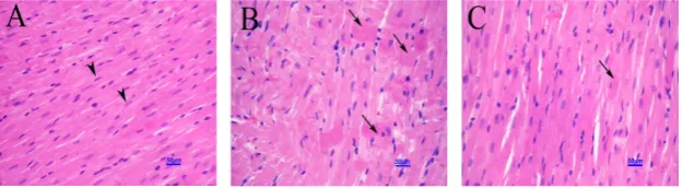Figure 3. Histopathological appearance of hepatic tissues of normal control rats (A), DM rats (B), and DM rats treated with AQOS (C) (H&Ex400)