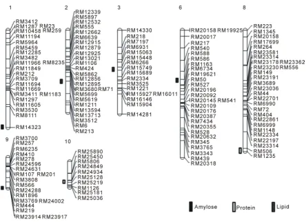 Figure 2. Chromosomal location of QTLs for amylose, protein, and lipid content of rice
