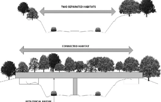 Figure 9: A separated and re-connected habitat 