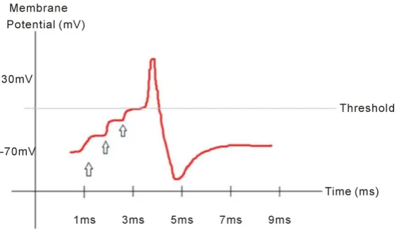 Figure 1. A single action potential firing event: summation of excitatory post- synaptic potentials (EPSP) to form an action potential