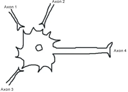 Figure 2. Summation of signals from several axon terminals in a neuron. 