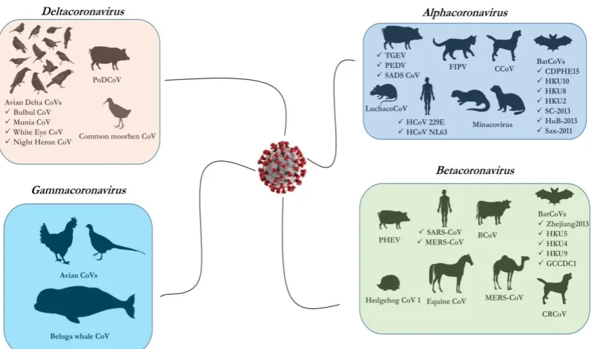 Figure 4: Depiction of different coronaviruses under four genuses (Alphacoronavirus, 