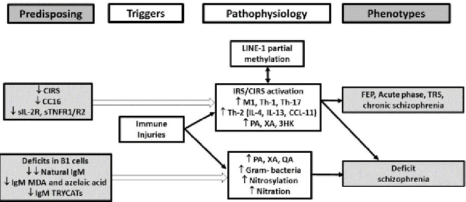 Figure 3. The IRS (immune-inflammatory response system) and CIRS (compensatory immune-