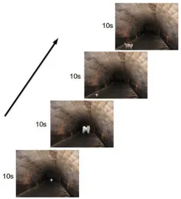 Figure 2. Example of stimuli presentation sequence. Each separate image (target or fixation) was presented for 10 seconds