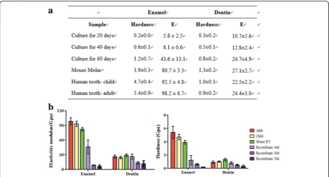 Fig. 7 Comparisons of mechanical properties of enamel and dentin in humans (adult and child), mouse, and humanhardness of enamel and dentin for humans (adult and child), mouse, and humanspecimens.–mouse chimeric tooth crown a Statistical data on elastic mo