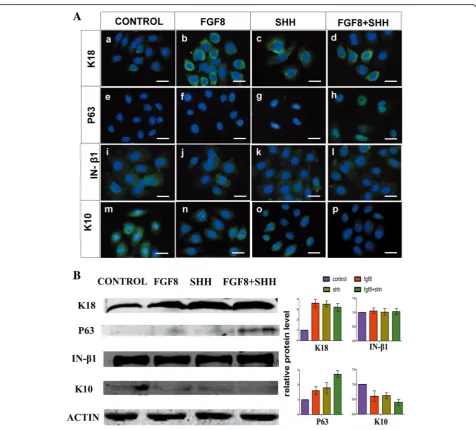 Fig. 3 Enhanced stemness of hKSCs in presence of FGF8 and/or SHH. A Immunofluorescence shows increased expression levels of K18 (a–d) andp63 (e–h), unaltered expression of integrin-β1 (i–l), and decreased K10 expression (m–p) in cultured hKSCs in the prese