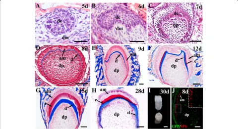 Fig. 4 Histogenesis of hKSC-derived dental epithelium in human–mouse chimeric teeth. Sections through chimeric teeth retrieved from subrenalculture at different time points processed with hematoxylin and eosin (A–C) or Azan dichromic staining that stains d