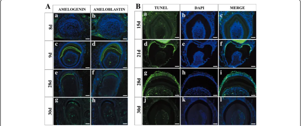 Fig. 5 Cytodifferentiation and apoptosis of hKSC-derived dental epithelium in human–mouse chimeric teeth
