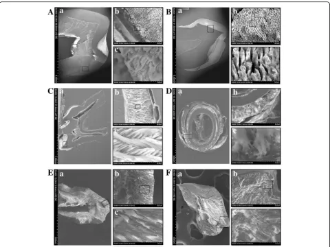 Fig. 6 Comparison of microstructure of enamel in human (adult and child), mouse, and human–mouse chimeric teeth by SEM