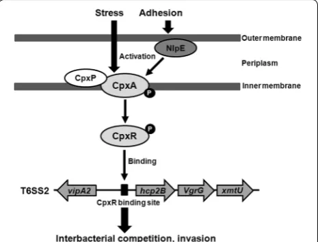 Figure 6 Schematic diagram of CpxR‑mediated regulation of T6SS2 expression in APEC. According to previous studies, many environmental stresses and surface adhesion sensed by the NlpE protein can activate the Cpx response [21, 22]