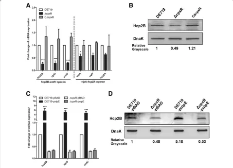 Figure 4 CpxR regulates the expression of T6SS2 genes in APEC. A The transcription levels of T6SS2 core genes were analyzed by qRT-PCR