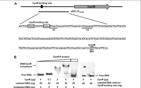 Figure 5 CpxR directly binds the T6SS2 hcp2B promoter region of APEC. A The sequence and schematic representation of the hcp2B promoter region